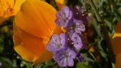 PICTURES/Pipeline Trail & Wildflowers/t_Closeup2.JPG